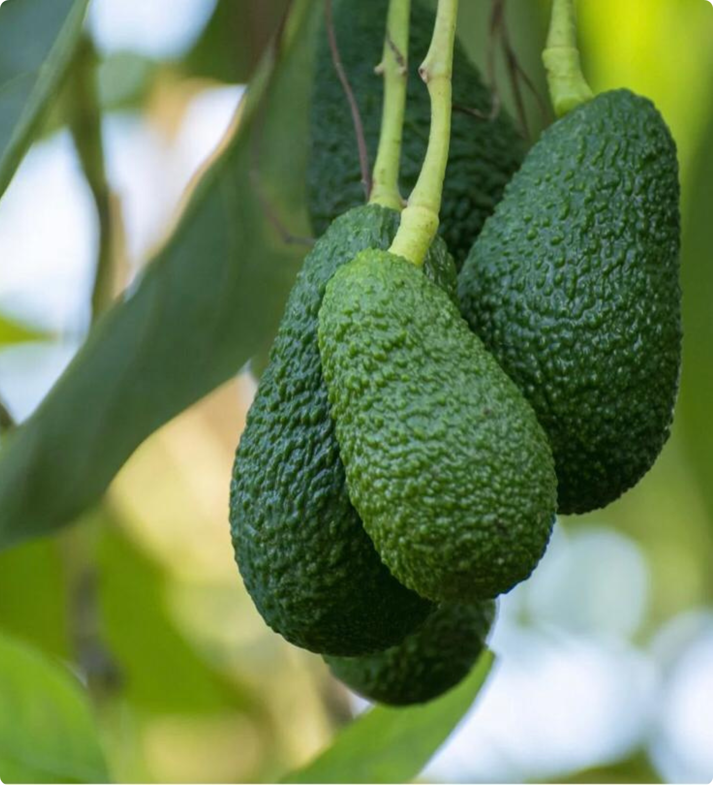avocado image